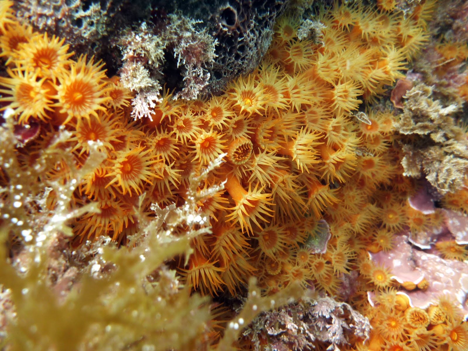 Parazoanthus axinellae Anémone encroûtante jaune